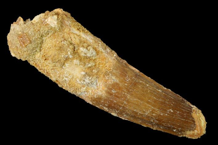 Bargain, Spinosaurus Tooth - Kem Kem Beds #160009